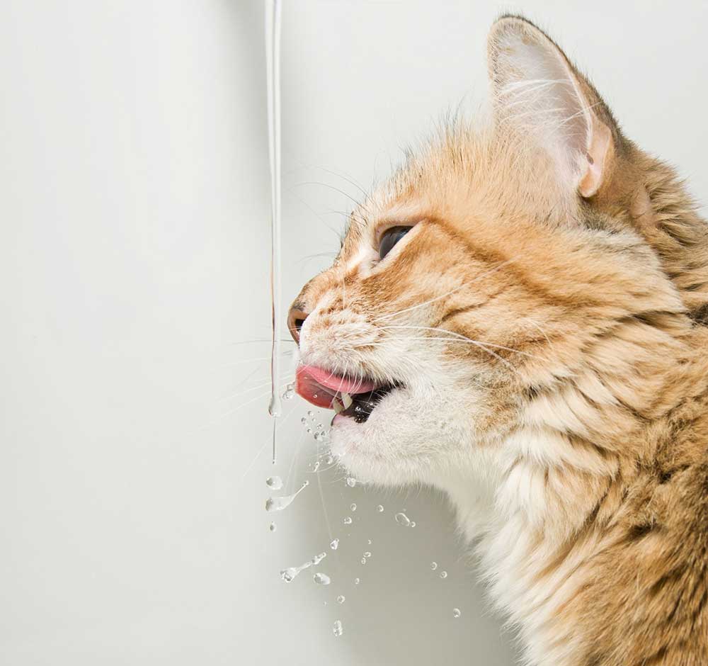 Comment encourager votre chat à boire: quelques trucs et astuces